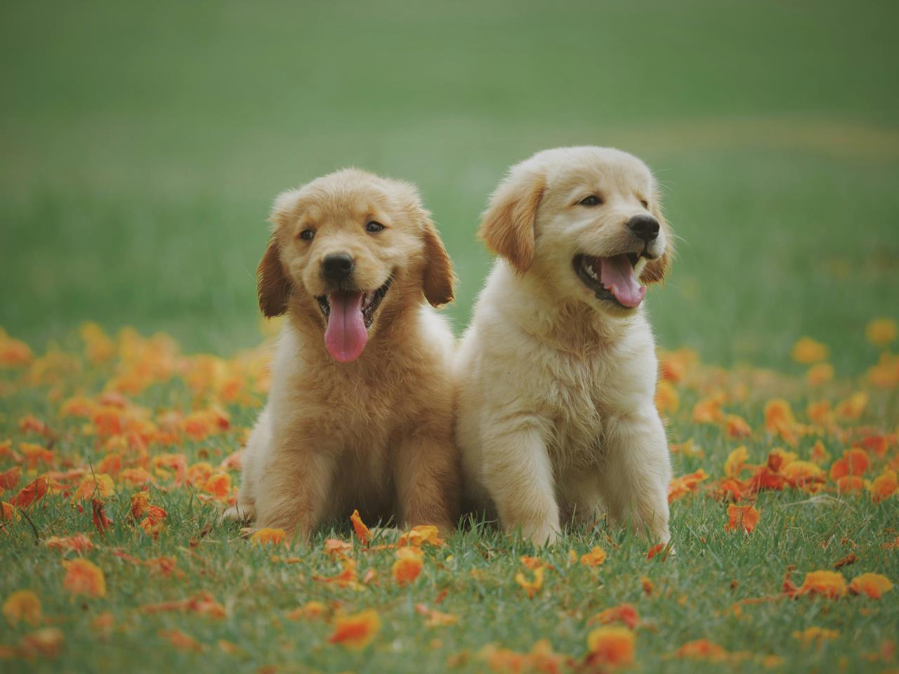 Lista completa de animales en francés